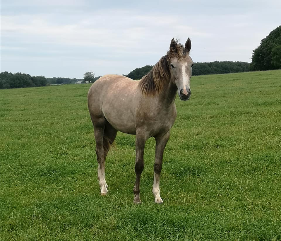 Whitegate Stud Farm